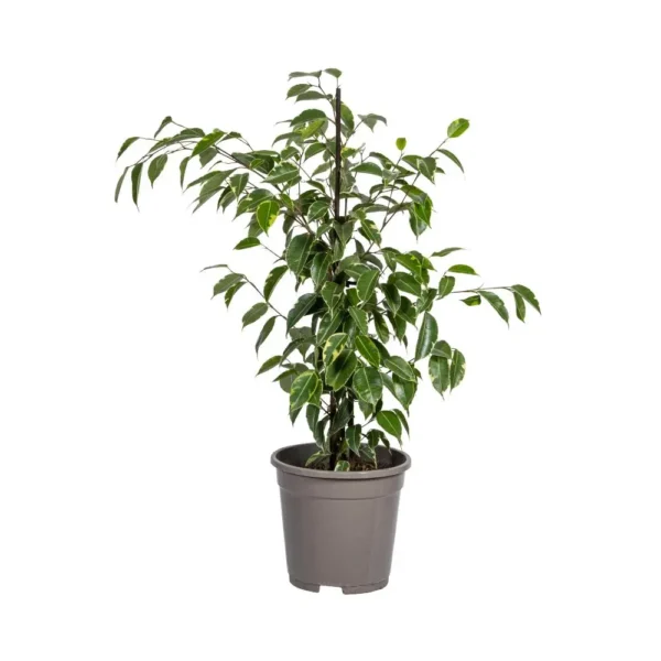 Feigenbaum Benjamina Golden King Ø17cm - H60 - 80cm