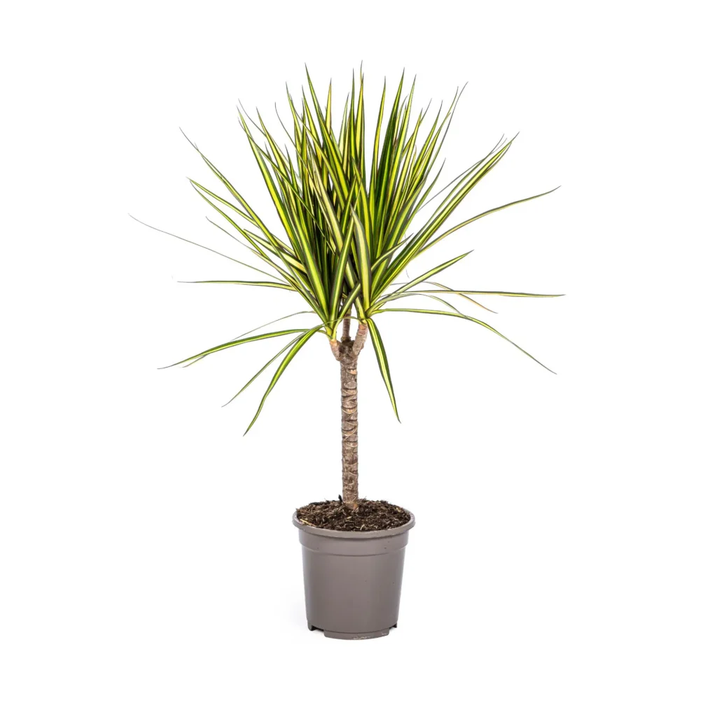 Drachenbaum Dracaena Marginata Sunray Ø17cm - H60 - 80cm