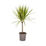 Drachenbaum Dracaena Marginata Sunray Ø17cm - ↨60 - 80cm