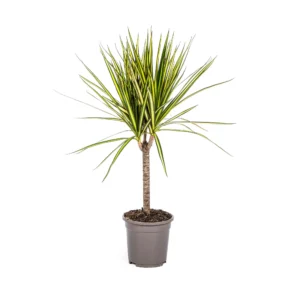 Drachenbaum Dracaena Marginata Sunray Ø17cm - ↨60 - 80cm