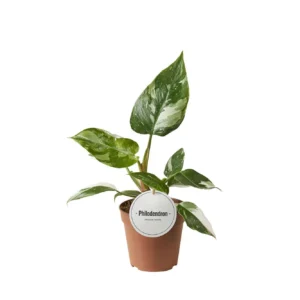 Philodendron White Princess - Ø12cm - ↨30cm