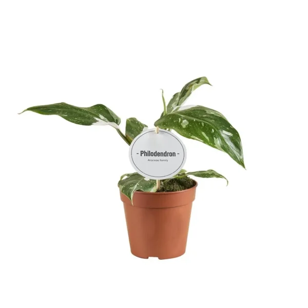 Philodendron White Princess B Grade - Ø12cm - H30cm