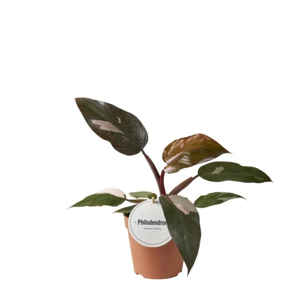 Philodendron Burgundy Princess - Ø12cm - H25cm