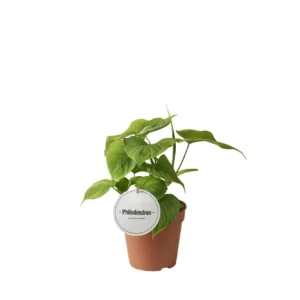 Philodendron Peru - Ø12cm - ↨30cm
