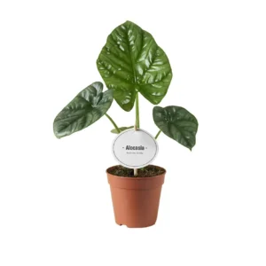 Pfeilblatt Alocasia Lukiwan - Ø12cm - ↨20cm