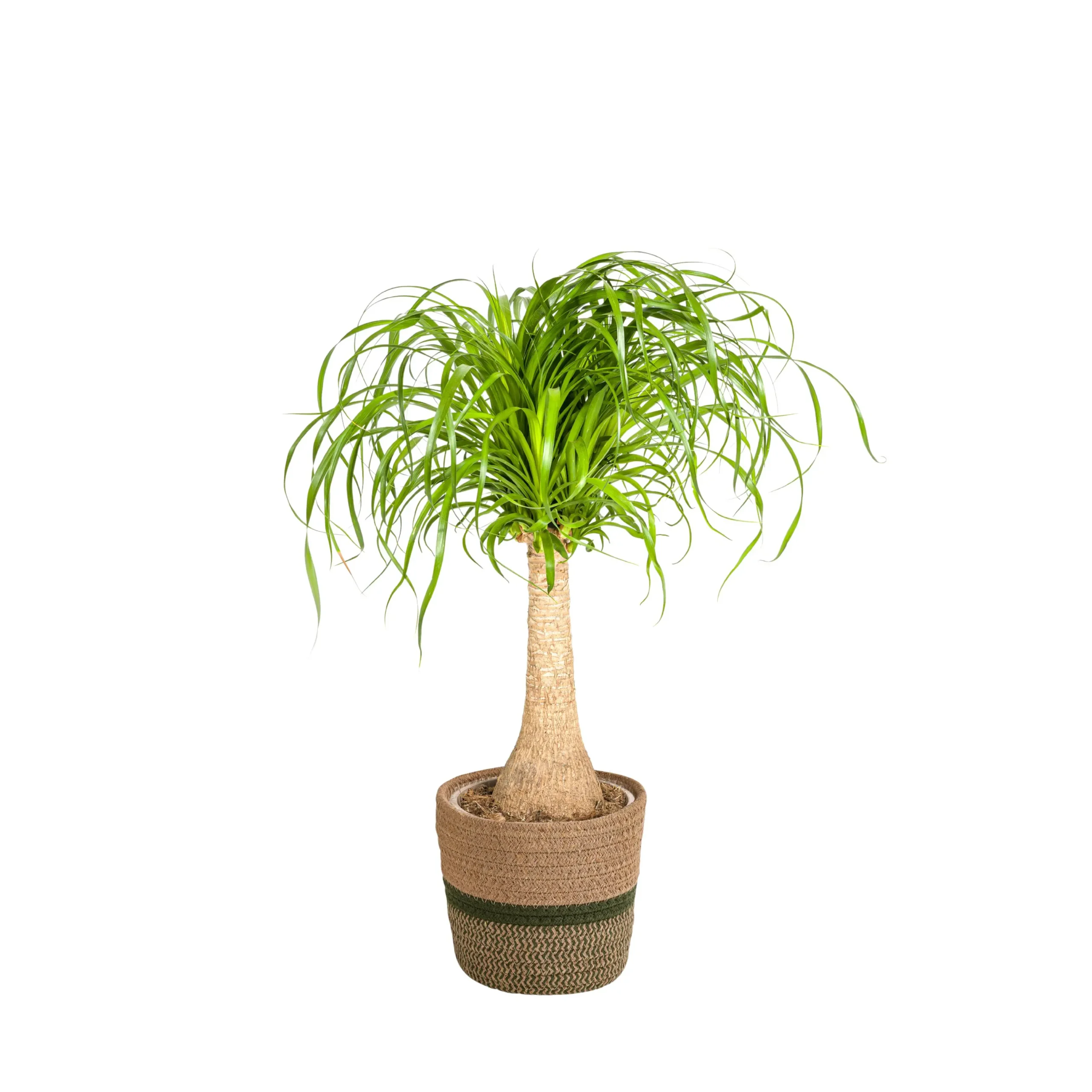 Elefantenfuß Beaucarnea Recurvata Stamm mit Korb Ø21cm - H60 - 80cm