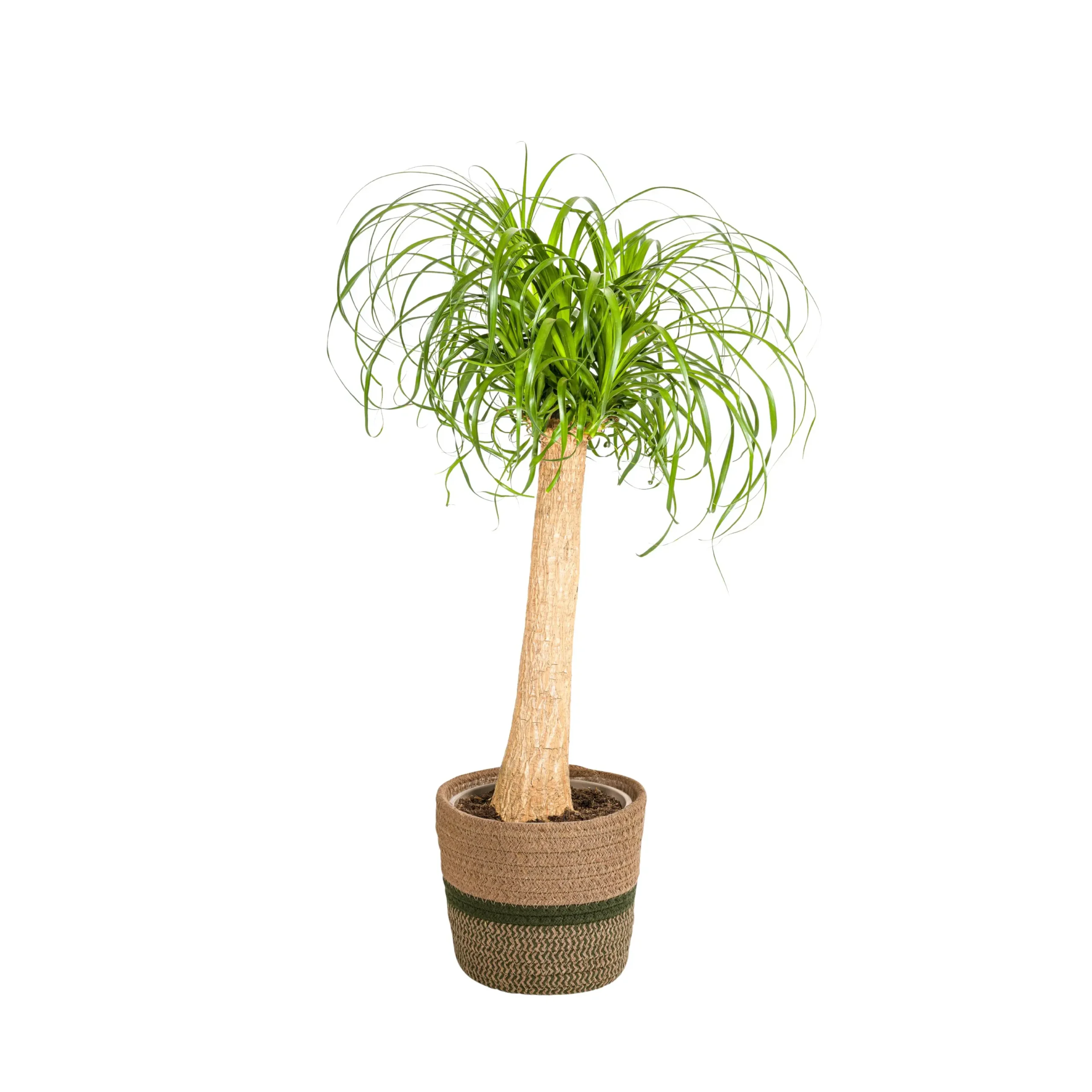 Elefantenfuß Beaucarnea Recurvata Stamm mit Korb Ø24cm - H80 - 100cm