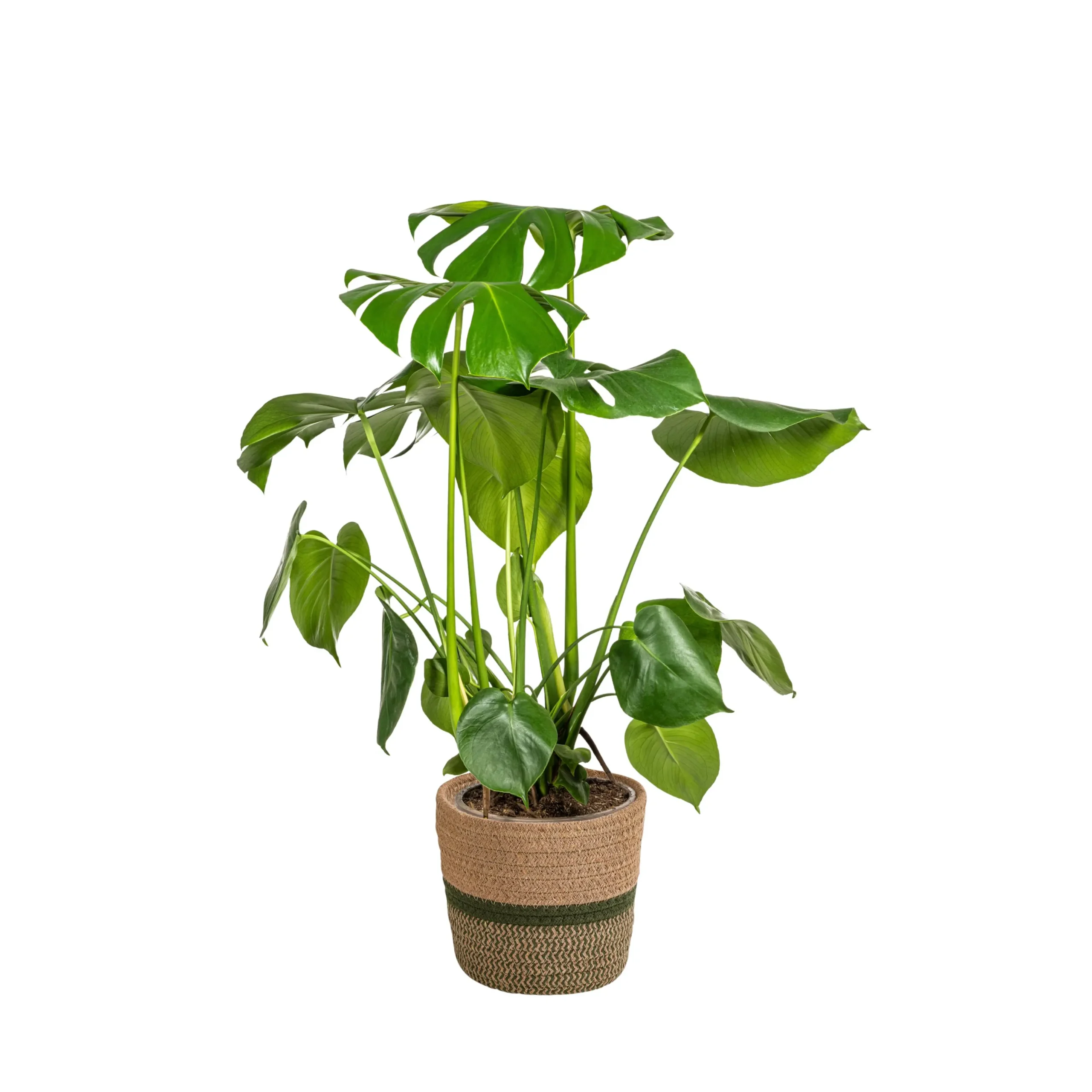 Fensterblatt Monstera Deliciosa Tauerii mit Korb Ø21cm - H70 - 90cm
