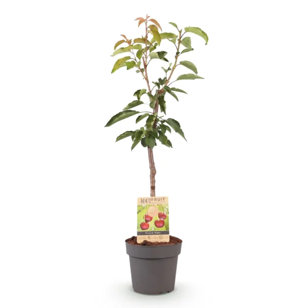 Kirschenbaum Prunus avium Regina - Rote Kirsche - H 21cm H 90cm