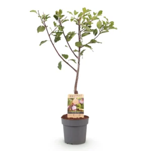 Pflaumenbaum Prunus domestica Opal Gelb/Rot - ⌀ 21cm ↕ 90cm