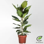 Feigenbaum Benghalensis 'Joy' P21 - Ø21cm - ↨90cm