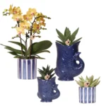 Set mit Orchidee Lima und Sukkulenten in keramischen Ziertöpfen - Topfgröße Ø9 cm & Ø6 cm