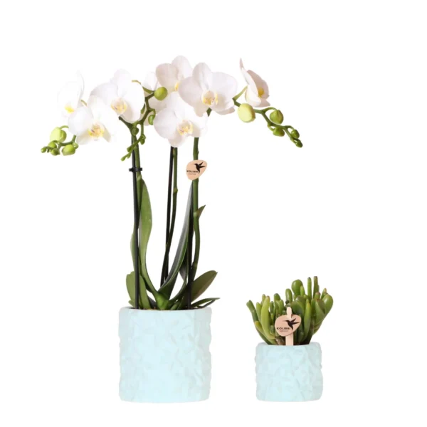 Pflanzenset Star Fish Blau | Weiße Phalaenopsis Orchidee Amabilis und Sukkulente inkl. Keramische Ziertöpfe