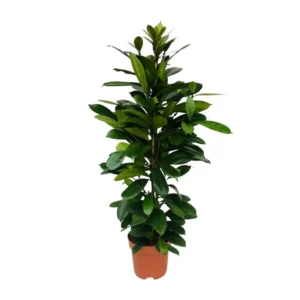 Feigenbaum Cyathistipula - Ø21cm - ↨105cm