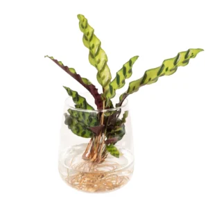 Calathea Insignis in Kingston glas - Ø12cm - ↨30cm