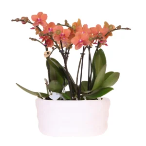 Orangenes Orchideenset in Como-Schale inkl. Wasserreservoir | Drei Orange Bolzano-Orchideen 9cm | Mono-Bouquet Orange mit Selbstbewässerungssystem