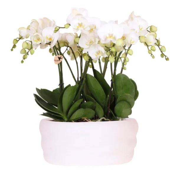 Weißes Orchideenset in Como-Schale inkl. Wasserreservoir | Drei Weiße Ghent-Orchideen 12cm | Mono-Bouquet Weiß mit Selbstbewässerungssystem