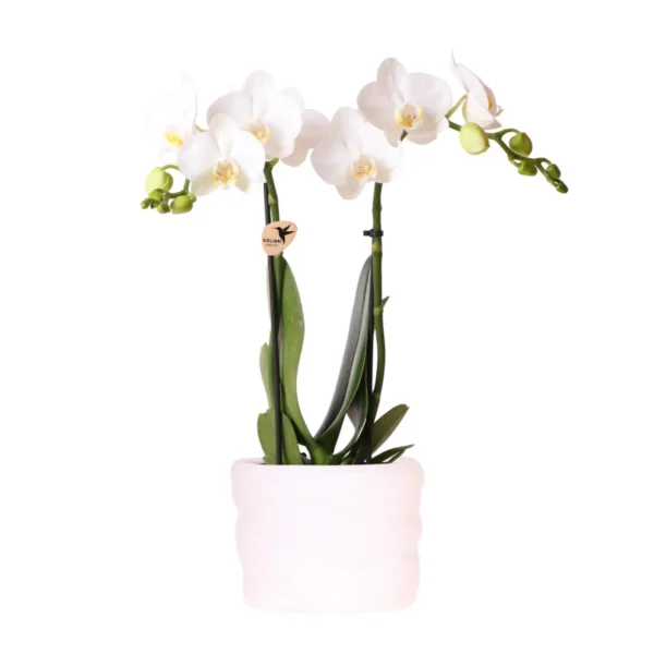 Weiße Amabilis-Orchidee 9cm im Como-Topf inkl. Wasserreservoir