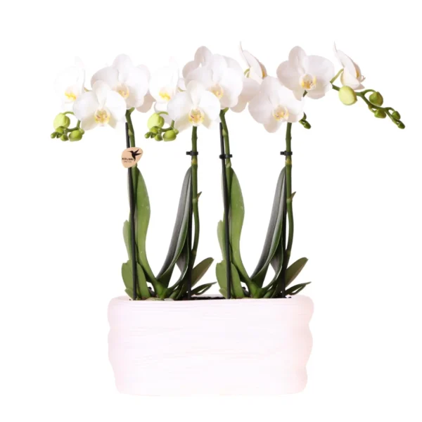 Weißes Orchideenset in Como-Schale inkl. Wasserreservoir | Zwei Weiße Amabilis-Orchideen 9cm