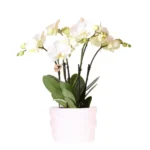Weiße Ghent-Orchidee 12cm im Como-Topf inkl. Wasserreservoir