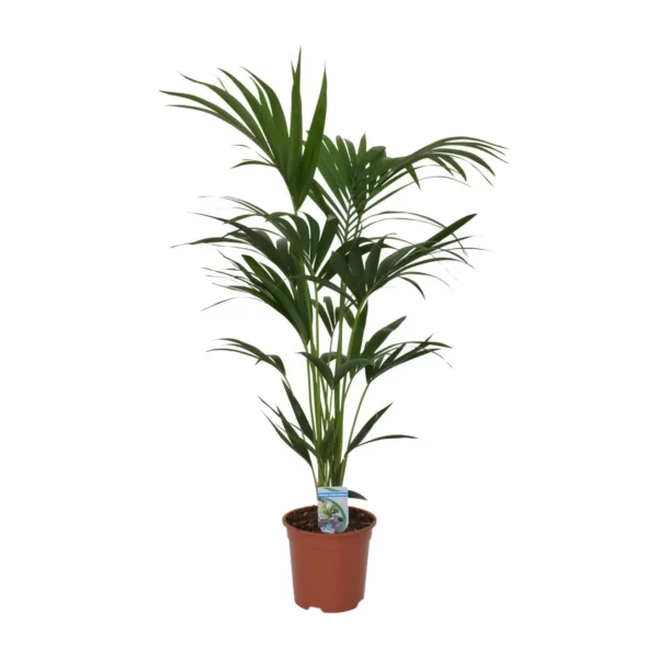Howea forsteriana - Ø21cm - H120cm - Ø21 - H120cm