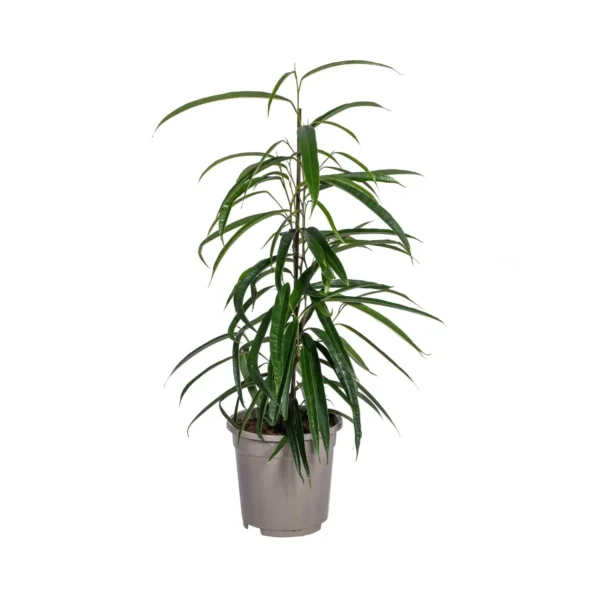 Feigenbaum Binnendijkii Alii Ø17cm - H60 - 80cm