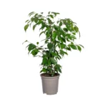 Feigenbaum Benjamina Exotica Ø17cm - ↨60 - 80cm