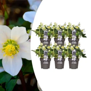 6 x Helleborus niger 'Christmas Carol' Pflanzen | Ø 12 cm | ↕ 20 cm