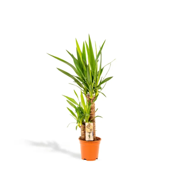 Yucca - Ø17cm - ↨90cm