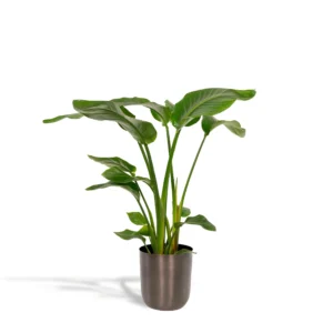 Strelitzia Nicolai - Ø19cm - ↨90cm + Topf Mayk Lead