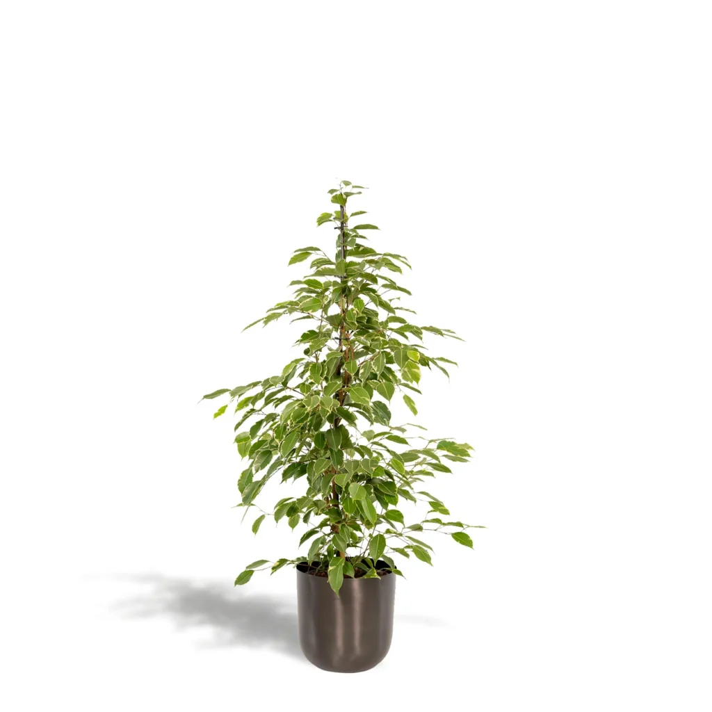 Feigenbaum benjamina Goldenking - Ø21cm - H95cm + Topf Mayk Lead