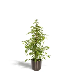Feigenbaum benjamina Goldenking - Ø21cm - ↨95cm + Topf Mayk Lead