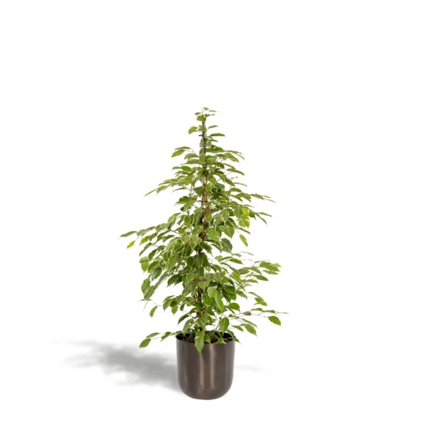 Feigenbaum benjamina Goldenking - Ø21cm - H95cm + Topf Mayk Lead