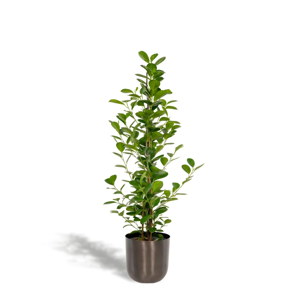 Feigenbaum microcarpa Moclame - Ø21cm - H95cm + Topf Mayk Lead