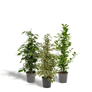 Feigenbaum Benjamina Danielle - Ø21cm - ↨95cm + Ficus Benjamina Twilight - Ø21cm - ↨95cm + Ficus Microcarpa Moclame - Ø21cm - ↨95cm