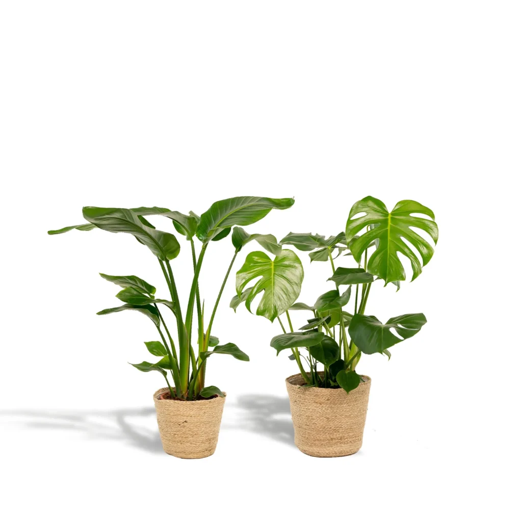 Strelitzia Nicolai - Ø19cm - H85cm + Monstera Deliciosa - Ø21cm - H75cm + Korb Selin