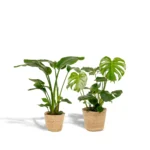 Strelitzia Nicolai - Ø19cm - ↨85cm + Monstera Deliciosa - Ø21cm - ↨75cm + Korb Selin