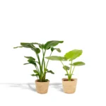Strelitzia Nicolai - Ø19cm - ↨85cm + Alocasia Macrorrhiza - Ø19cm - ↨70cm + Korb Selin