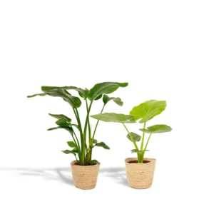 Strelitzia Nicolai - Ø19cm - ↨85cm + Alocasia Macrorrhiza - Ø19cm - ↨70cm + Korb Selin