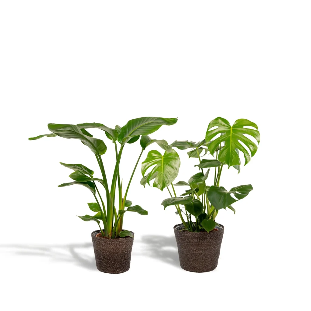 Strelitzia Nicolai - Ø19cm - H85cm + Monstera Deliciosa - Ø21cm - H75cm + Korb Igmar