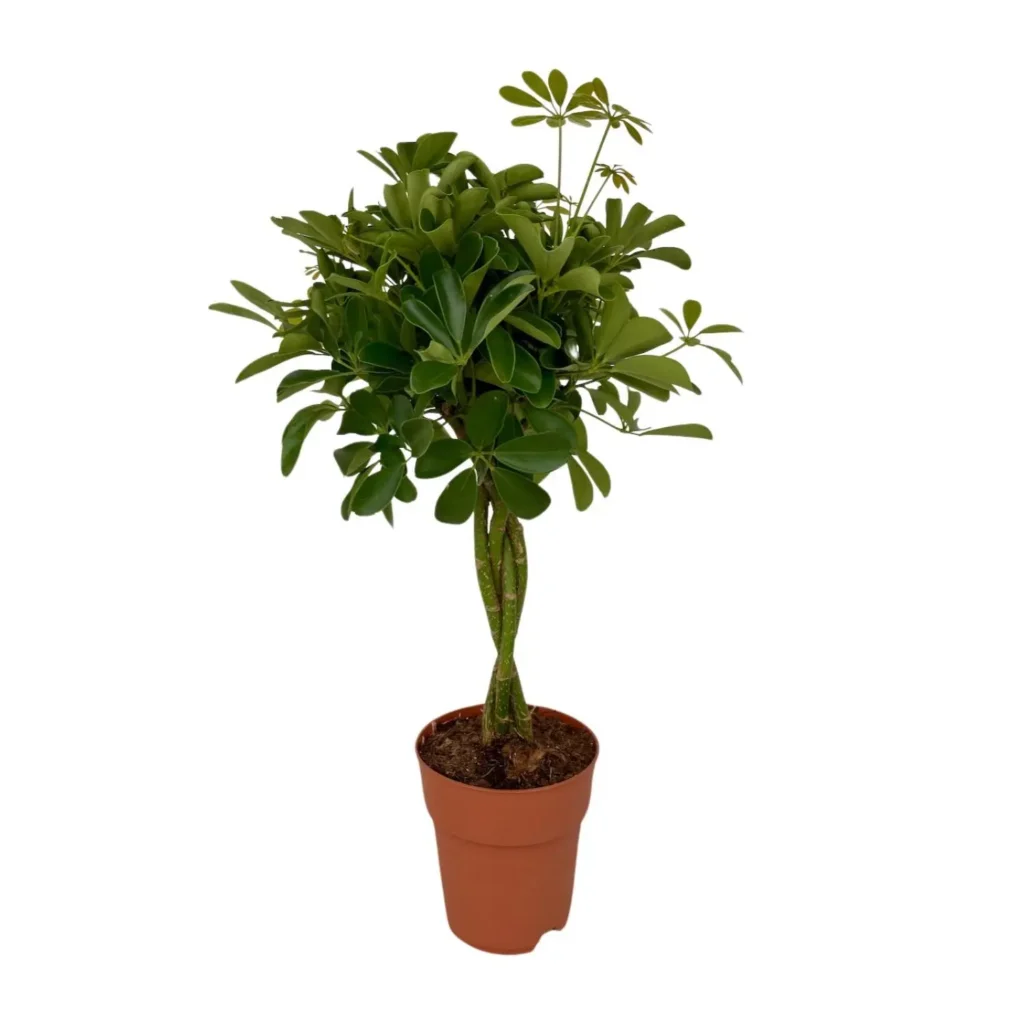 Schefflera Compacta - Ø19cm - H80cm