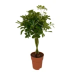 Schefflera Compacta - Ø19cm - ↨80cm