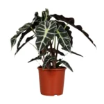 Pfeilblatt Alocasia Polly - Ø17cm - ↨45cm