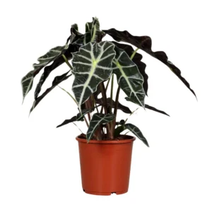 Pfeilblatt Alocasia Polly - Ø17cm - ↨45cm