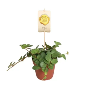 Peperomia Hope - Ø12cm - ↨15cm