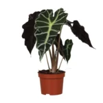 Pfeilblatt Alocasia Amazonica Polly - Ø12cm - ↨30cm