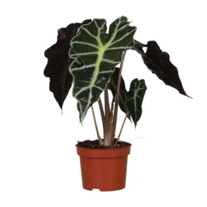 Pfeilblatt Alocasia Amazonica Polly - Ø12cm - ↨30cm