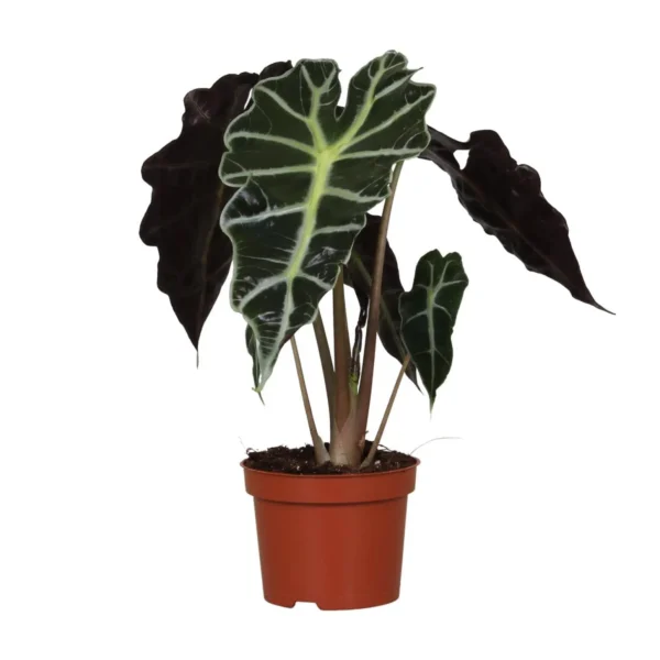 Pfeilblatt Alocasia Amazonica Polly - Ø12cm - H30cm