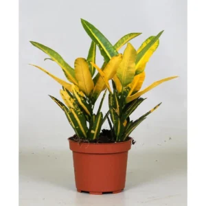 Wunderstrauch Croton Sunny Star - Ø12cm - ↨30cm