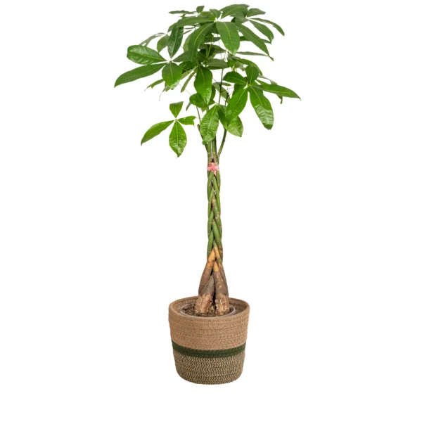 Pachira Aquatica mit Korb Ø24cm - ↕120 - 140cm